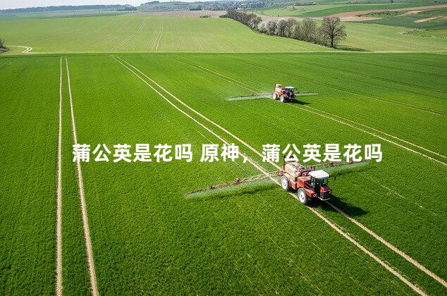 蒲公英是花吗 原神，蒲公英是花吗